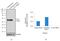 Alpha-1-antitrypsin antibody, 702047, Invitrogen Antibodies, Western Blot image 