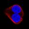 TNFRSF1A Associated Via Death Domain antibody, MAB2658, R&D Systems, Immunofluorescence image 