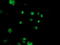 Nudix Hydrolase 18 antibody, TA503830, Origene, Immunofluorescence image 