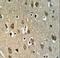 Uroplakin 1B antibody, LS-C160448, Lifespan Biosciences, Immunohistochemistry frozen image 