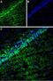 Calcium Voltage-Gated Channel Auxiliary Subunit Gamma 8 antibody, PA5-77354, Invitrogen Antibodies, Immunohistochemistry frozen image 