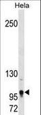 Teashirt Zinc Finger Homeobox 1 antibody, LS-C157965, Lifespan Biosciences, Western Blot image 