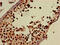 DExD-Box Helicase 39B antibody, CSB-PA00304A0Rb, Cusabio, Immunohistochemistry frozen image 