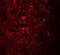 Nuclear Speckle Splicing Regulatory Protein 1 antibody, PA5-72714, Invitrogen Antibodies, Immunofluorescence image 