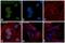 MDM2 Proto-Oncogene antibody, PA5-13008, Invitrogen Antibodies, Immunofluorescence image 