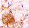Interleukin 31 antibody, LS-C19573, Lifespan Biosciences, Immunohistochemistry frozen image 