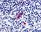 Purinergic Receptor P2Y13 antibody, NLS4853, Novus Biologicals, Immunohistochemistry frozen image 