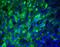 Keratan sulfate antigen TRA1-60 antibody, 41-1000, Invitrogen Antibodies, Immunofluorescence image 