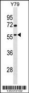 TATA-Box Binding Protein Associated Factor, RNA Polymerase I Subunit A antibody, 58-292, ProSci, Western Blot image 