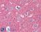 Septin 3 antibody, 46-353, ProSci, Western Blot image 
