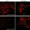 p38 antibody, PM1391, ECM Biosciences, Immunocytochemistry image 