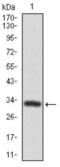 Frizzled Class Receptor 5 antibody, abx011137, Abbexa, Western Blot image 