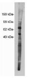 Netrin 1 antibody, orb109028, Biorbyt, Western Blot image 