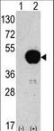 Autophagy Related 4B Cysteine Peptidase antibody, LS-C156592, Lifespan Biosciences, Western Blot image 