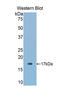 Glutaredoxin 3 antibody, LS-C299988, Lifespan Biosciences, Western Blot image 