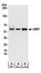 Ubiquitin Protein Ligase E3 Component N-Recognin 7 (Putative) antibody, A304-130A, Bethyl Labs, Western Blot image 