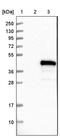 HRT-2 antibody, PA5-56397, Invitrogen Antibodies, Western Blot image 