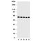 Protein Disulfide Isomerase Family A Member 3 antibody, R30764, NSJ Bioreagents, Western Blot image 