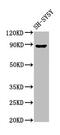 Neuronal PAS Domain Protein 4 antibody, CSB-PA814204LA01HU, Cusabio, Western Blot image 