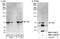 Nuclear Receptor Subfamily 2 Group C Member 1 antibody, NBP1-71804, Novus Biologicals, Western Blot image 