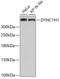 Dynein Cytoplasmic 1 Heavy Chain 1 antibody, 19-940, ProSci, Western Blot image 