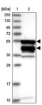 Caspase Recruitment Domain Family Member 8 antibody, NBP2-47527, Novus Biologicals, Western Blot image 