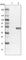 Phosphate Cytidylyltransferase 2, Ethanolamine antibody, HPA023033, Atlas Antibodies, Western Blot image 