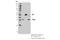 Prohibitin 2 antibody, 14085S, Cell Signaling Technology, Immunoprecipitation image 