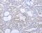 DNA Methyltransferase 3 Like antibody, MBS2519659, MyBioSource, Immunohistochemistry frozen image 