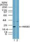 High Mobility Group Box 3 antibody, PA5-23361, Invitrogen Antibodies, Western Blot image 