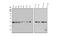 G Protein Subunit Alpha Q antibody, M00898, Boster Biological Technology, Western Blot image 