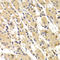 Troponin I3, Cardiac Type antibody, STJ29075, St John