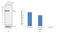 Plakophilin 1 antibody, 32-5700, Invitrogen Antibodies, Western Blot image 