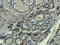 Prominin 1 antibody, orb372326, Biorbyt, Immunohistochemistry paraffin image 