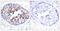 Mpf antibody, GTX50123, GeneTex, Immunohistochemistry paraffin image 