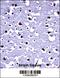 RISC-loading complex subunit TARBP2 antibody, 57-481, ProSci, Immunohistochemistry paraffin image 