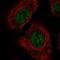 Arginine And Serine Rich Protein 1 antibody, NBP2-55902, Novus Biologicals, Immunocytochemistry image 