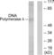 DNA Polymerase Lambda antibody, abx013831, Abbexa, Western Blot image 