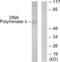 DNA polymerase lambda antibody, abx013831, Abbexa, Western Blot image 