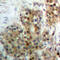 ERK8 antibody, LS-C368410, Lifespan Biosciences, Immunohistochemistry frozen image 