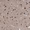 Teashirt Zinc Finger Homeobox 2 antibody, NBP1-88303, Novus Biologicals, Immunohistochemistry frozen image 