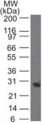 Peptidoglycan Recognition Protein 1 antibody, GTX13903, GeneTex, Western Blot image 