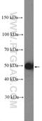 Cyclin A2 antibody, 18202-1-AP, Proteintech Group, Western Blot image 