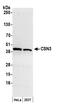 COP9 Signalosome Subunit 3 antibody, NB100-365, Novus Biologicals, Western Blot image 