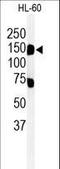 Transmembrane 131 Like antibody, LS-C161666, Lifespan Biosciences, Western Blot image 