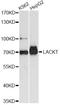 ASH2 Like, Histone Lysine Methyltransferase Complex Subunit antibody, LS-C749545, Lifespan Biosciences, Western Blot image 