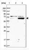 Zinc Finger Protein 324 antibody, NBP1-86836, Novus Biologicals, Western Blot image 