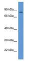 Protein Phosphatase 1 Regulatory Subunit 15B antibody, NBP1-74269, Novus Biologicals, Western Blot image 