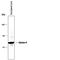 Glycine Receptor Alpha 1 antibody, PPS009, R&D Systems, Western Blot image 
