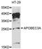 Apolipoprotein B MRNA Editing Enzyme Catalytic Subunit 3A antibody, STJ114275, St John